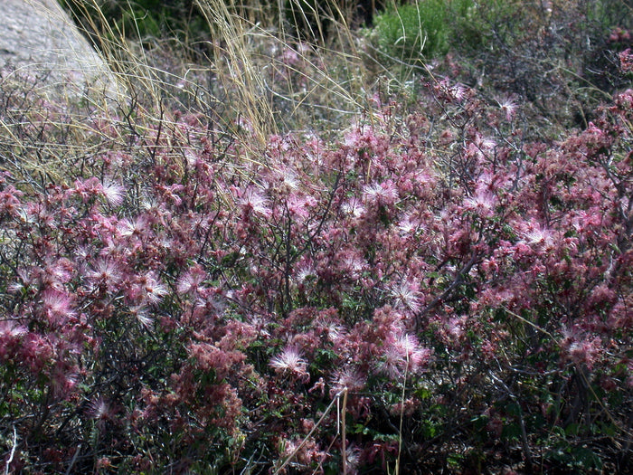 Fairy Duster 20 Seeds Calliandra eriophylla