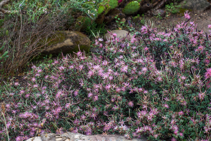 Fairy Duster 20 Seeds Calliandra eriophylla