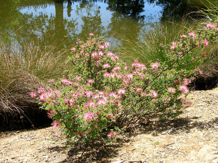 Fairy Duster 20 Seeds Calliandra eriophylla