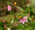Fameflower Jewels of Opar Talinum paniculatum 100 Seeds