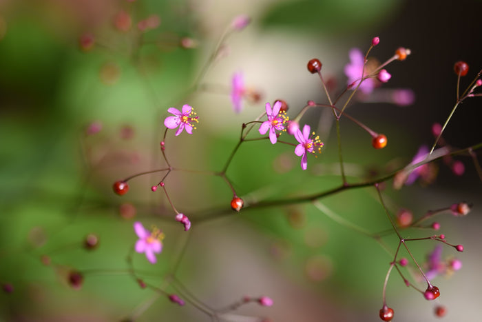 Fameflower Jewels of Opar Talinum paniculatum 100 Seeds
