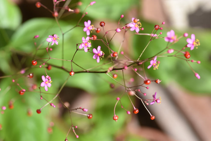 Fameflower Jewels of Opar Talinum paniculatum 100 Seeds