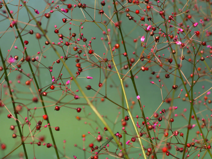 Fameflower Jewels of Opar Talinum paniculatum 100 Seeds