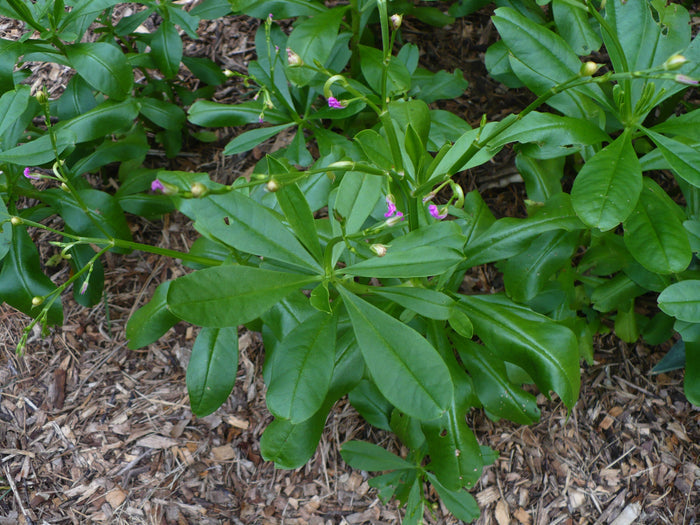Fameflower Jewels of Opar Talinum paniculatum 100 Seeds