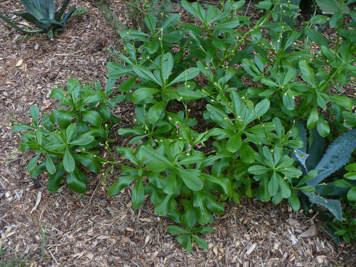 Fameflower Jewels of Opar Talinum paniculatum 100 Seeds