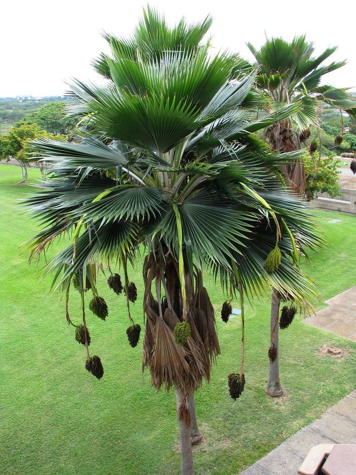 Fiji Fan Palm   5 Seeds   Pritchardia thurstonii