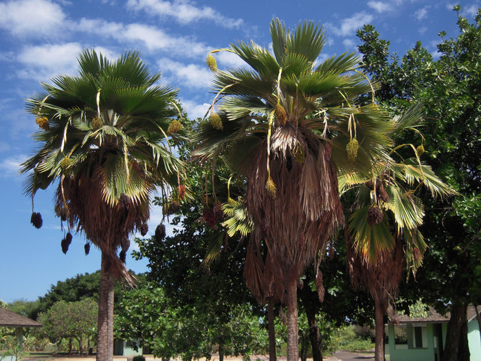 Fiji Fan Palm   5 Seeds   Pritchardia thurstonii