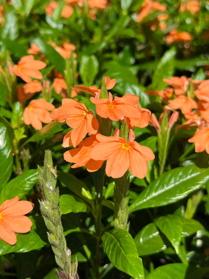 Firecracker Flower  10 Seeds  Crossandra infundibuliformis