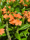 Firecracker Flower  10 Seeds  Crossandra infundibuliformis