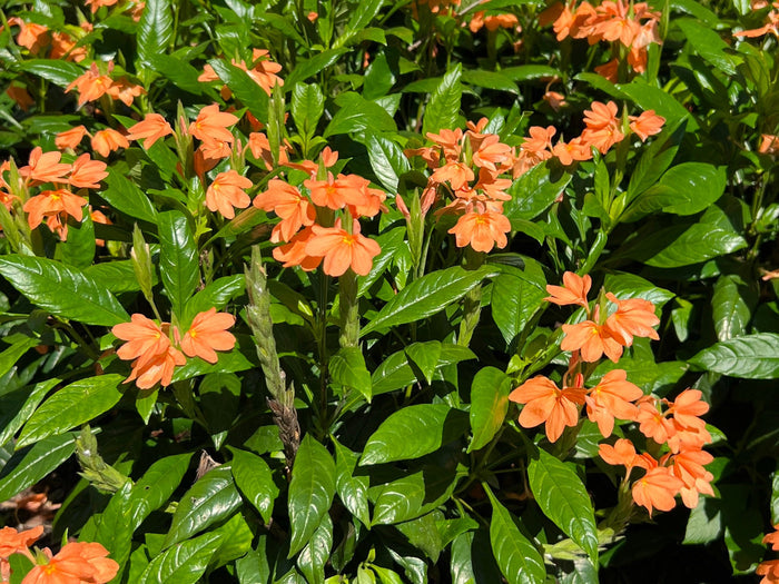 Firecracker Flower  10 Seeds  Crossandra infundibuliformis