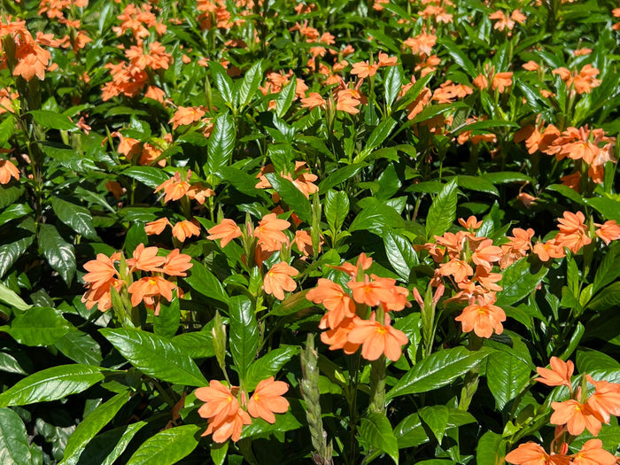 Firecracker Flower  10 Seeds  Crossandra infundibuliformis