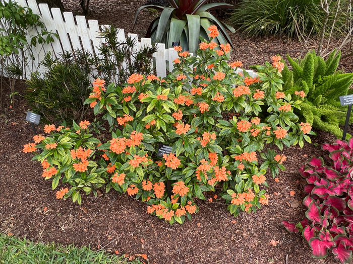 Firecracker Flower  10 Seeds  Crossandra infundibuliformis