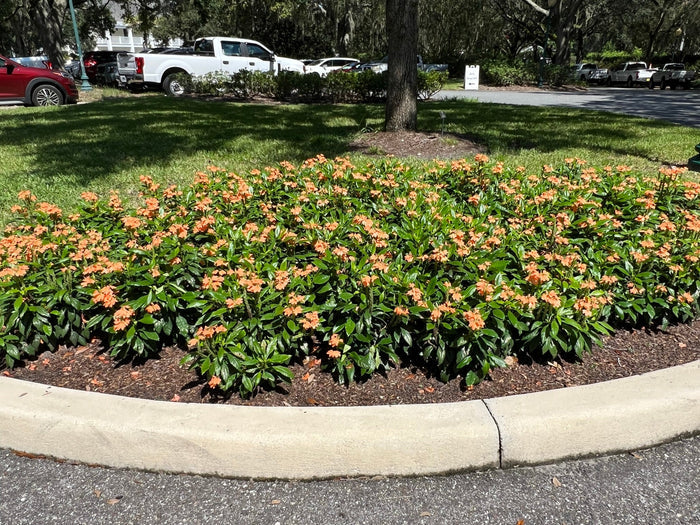 Firecracker Flower  10 Seeds  Crossandra infundibuliformis