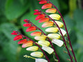 Firecracker Vine Ipomoea lobata 10 Seeds