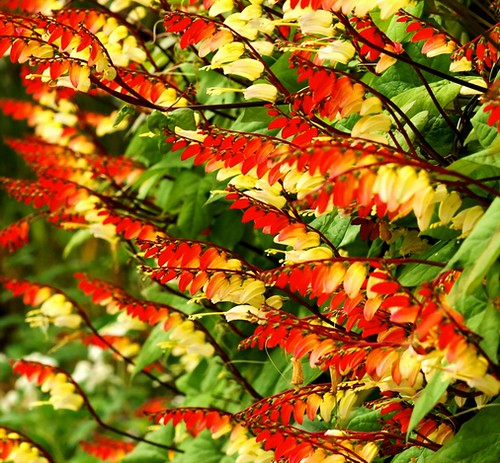 Firecracker Vine Ipomoea lobata 10 Seeds