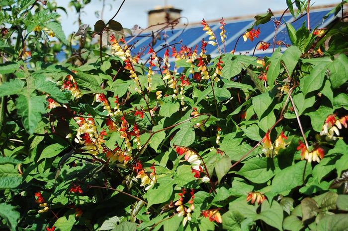 Firecracker Vine Ipomoea lobata 10 Seeds