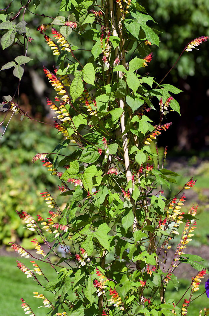 Firecracker Vine Ipomoea lobata 10 Seeds