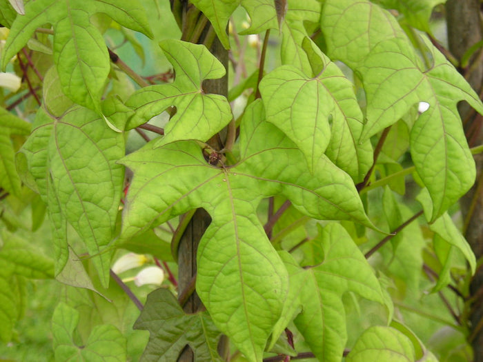 Firecracker Vine Ipomoea lobata 10 Seeds