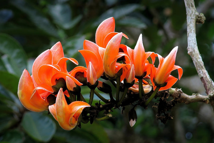 Flame of the Forest  10 Seeds   Butea monosperma