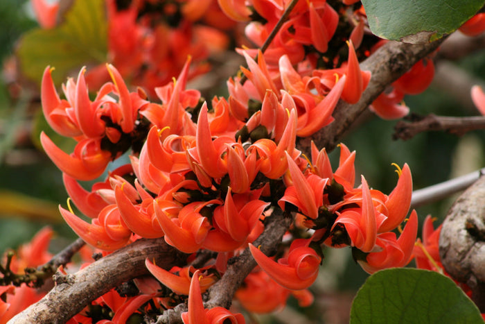 Flame of the Forest  10 Seeds   Butea monosperma