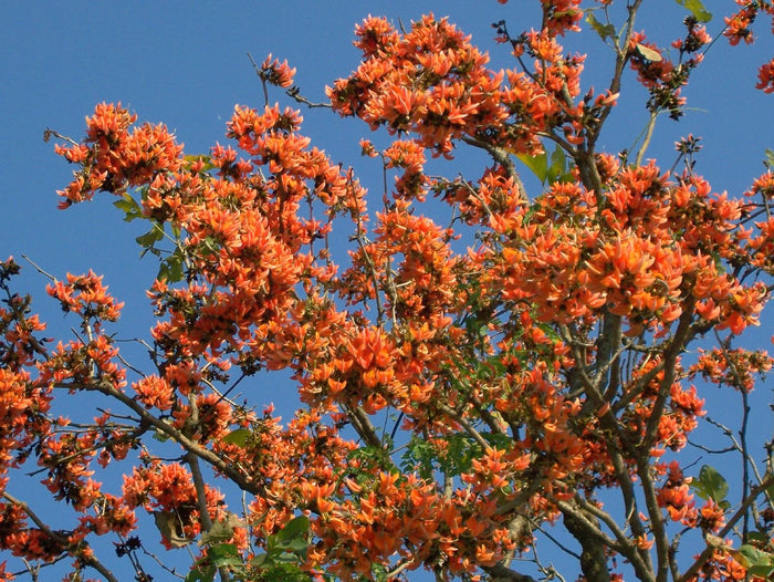 Flame of the Forest  10 Seeds   Butea monosperma