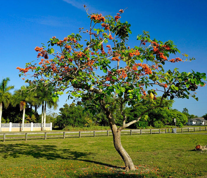 Flame of the Forest  10 Seeds   Butea monosperma