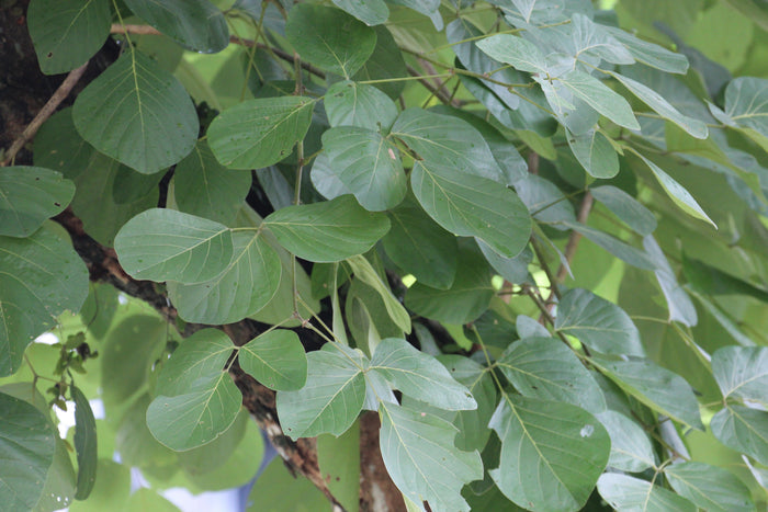 Flame of the Forest  10 Seeds   Butea monosperma