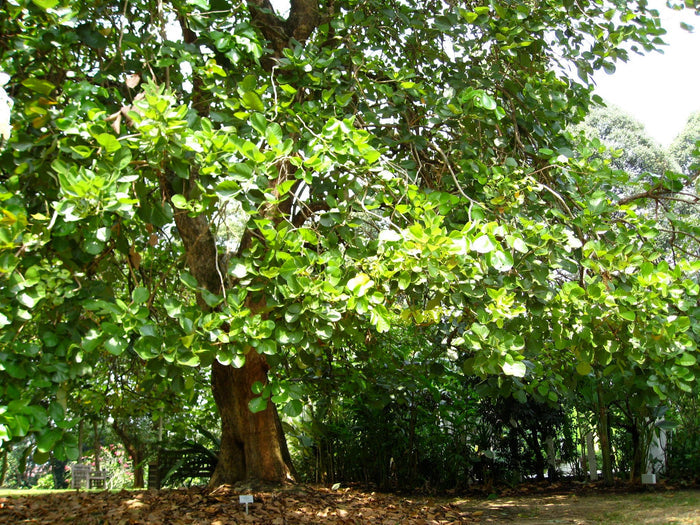 Flame of the Forest  10 Seeds   Butea monosperma