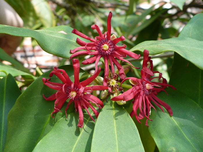 Florida Anise 10 Seeds Illicium floridanum