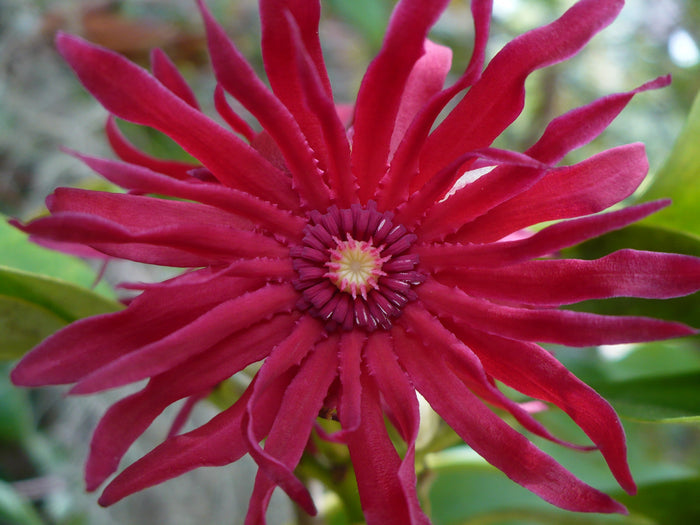 Florida Anise 10 Seeds Illicium floridanum