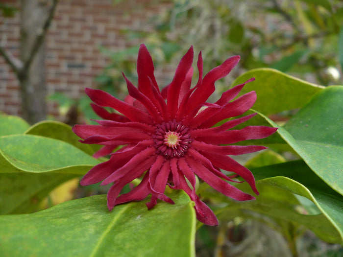 Florida Anise 10 Seeds Illicium floridanum