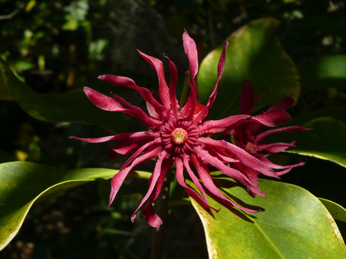 Florida Anise 10 Seeds Illicium floridanum