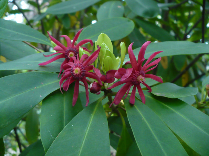 Florida Anise 10 Seeds Illicium floridanum