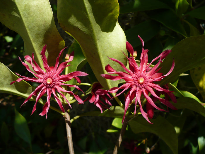 Florida Anise 10 Seeds Illicium floridanum