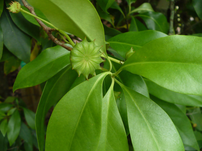 Florida Anise 10 Seeds Illicium floridanum