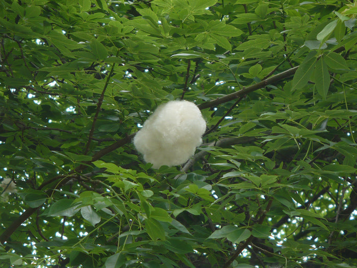 Floss-Silk Tree Chorisia speciosa 10 Seeds