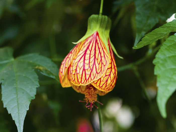 Flowering Maple Mix   100 Seeds   Abutilon hybridum