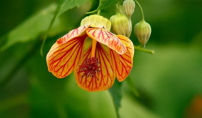 Flowering Maple Mix   100 Seeds   Abutilon hybridum