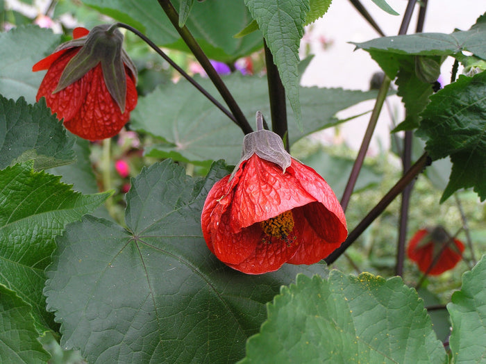 Flowering Maple Mix   100 Seeds   Abutilon hybridum