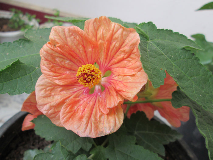 Flowering Maple Mix   100 Seeds   Abutilon hybridum