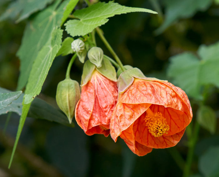 Flowering Maple Mix   100 Seeds   Abutilon hybridum