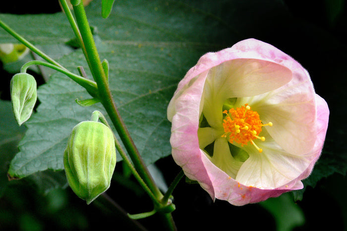 Flowering Maple Mix   100 Seeds   Abutilon hybridum