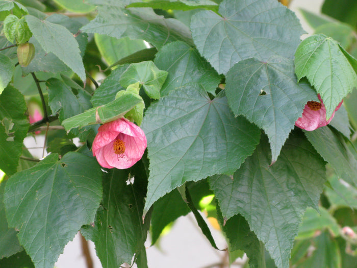 Flowering Maple Mix   100 Seeds   Abutilon hybridum