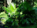 Footstool Palm   10 Seeds   Saribus rotundifolius