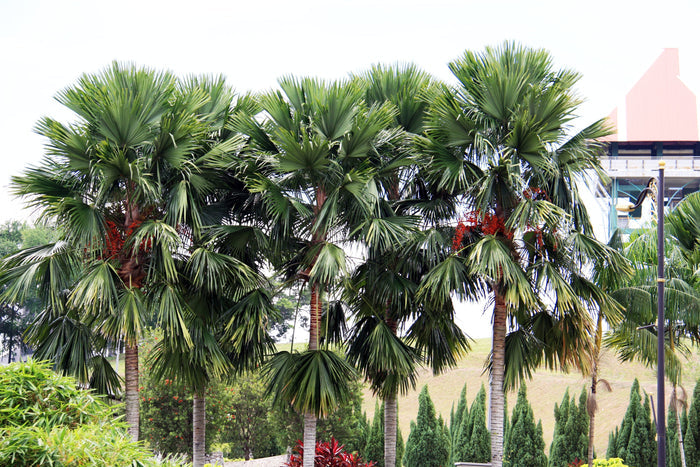 Footstool Palm   10 Seeds   Saribus rotundifolius