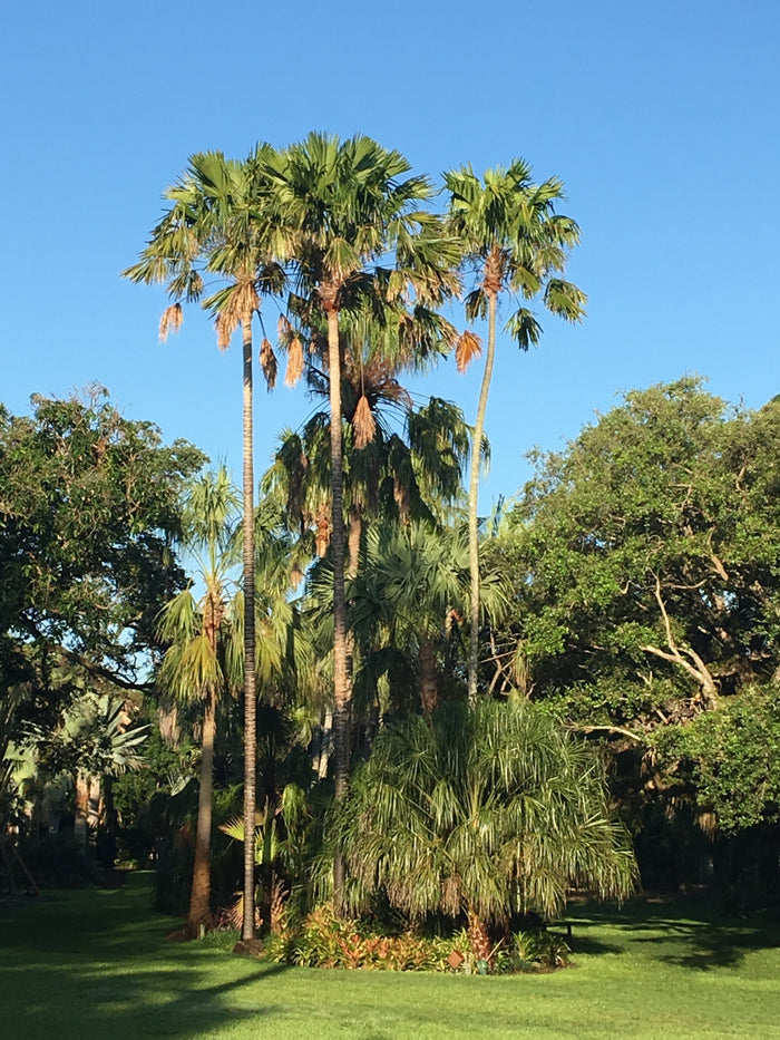 Footstool Palm   10 Seeds   Saribus rotundifolius