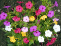 Four O'Clock Mix 50 Seeds Mirabilis Jalapa
