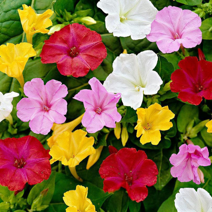 Four O'Clock Mix 50 Seeds Mirabilis Jalapa