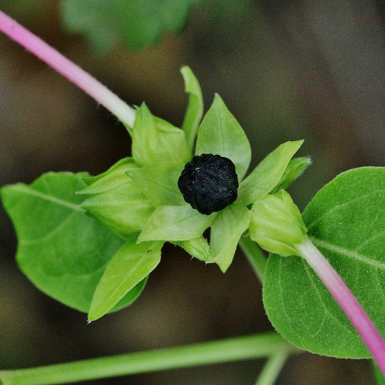 Four O'Clock Mix 50 Seeds Mirabilis Jalapa