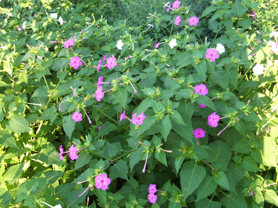 Four O'Clock Mix 50 Seeds Mirabilis Jalapa